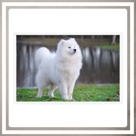 Ramka 50x70 na zdjęcia puzzle plakat biała duża rama mdf z pleksi