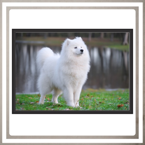 Ramka 50x70 na zdjęcia puzzle plakat czarna duża rama mdf z pleksi