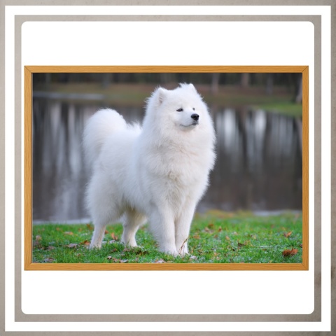 Ramka 50x70 na zdjęcia puzzle plakat drewniana duża rama mdf z pleksi